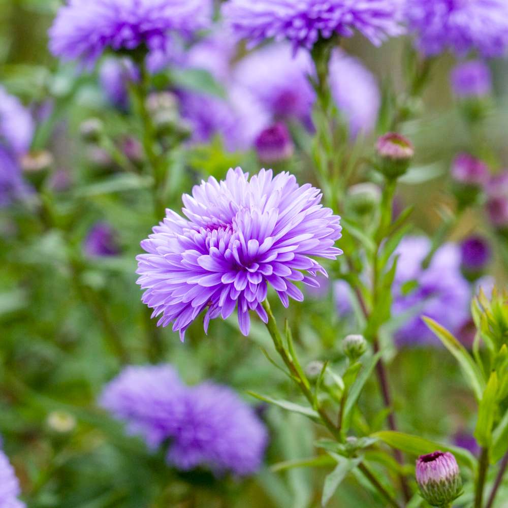 Asters 'Marie Ballard'